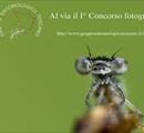 Concorso fotografico del Gruppo entomologico Toscano - Concorsi