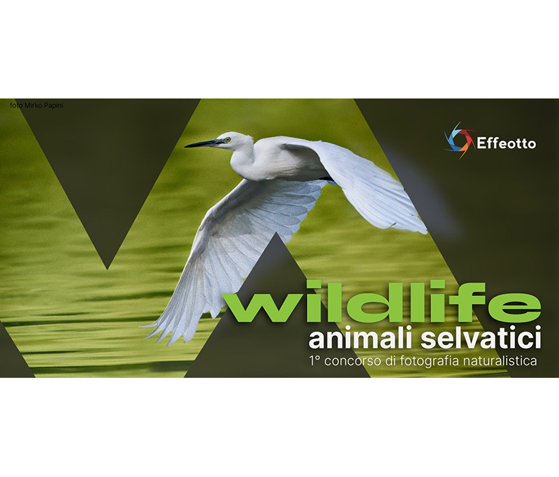 WILDLIFE, Animali Selvatici