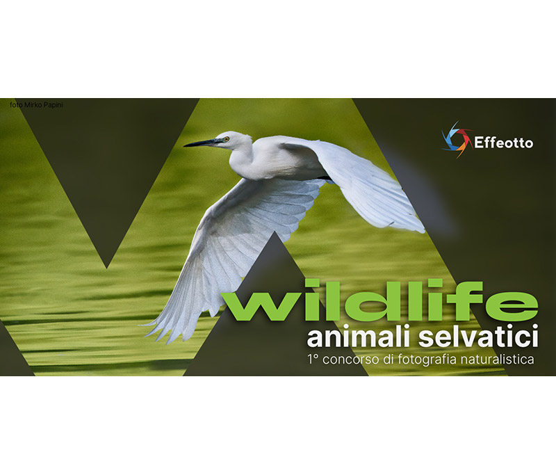 WILDLIFE, Animali Selvatici WILDLIFE, Animali Selvatici
