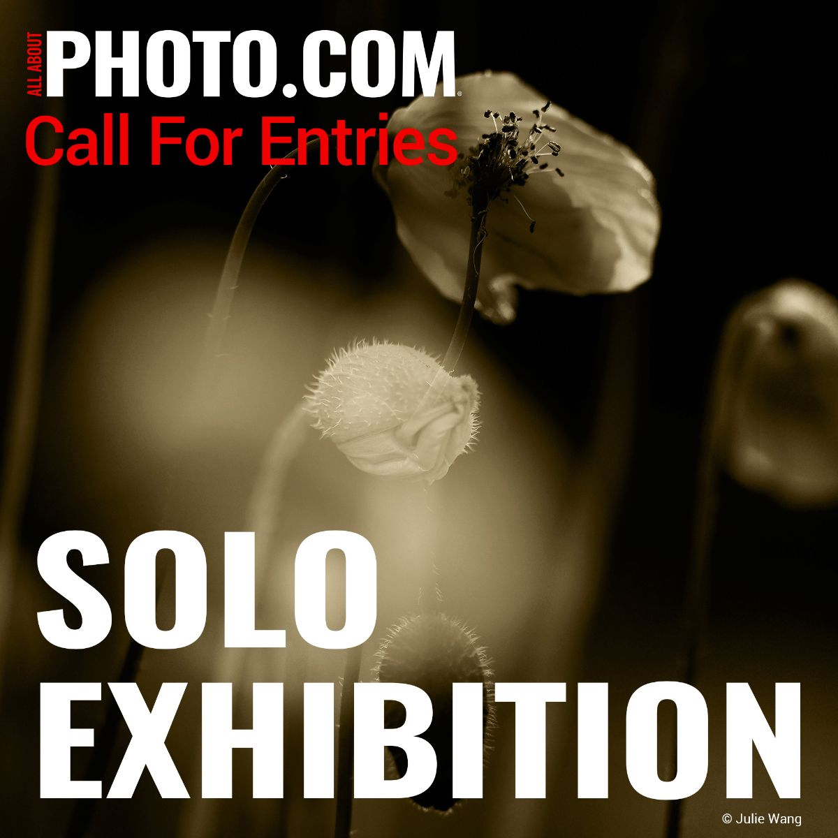 Solo Exhibition June 2025 Solo Exhibition June 2025