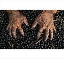 From Planet to Plate Quello che il piatto non dice -Terza edizione di Yeast Photo Festival - Eventi