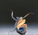 NIKON COMEDY WILDLIFE AWARDS 2025 - Concorsi